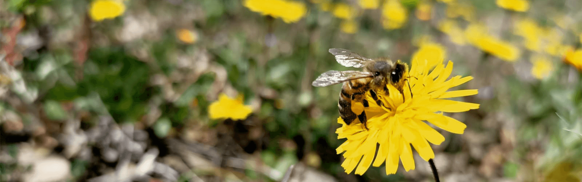 BEES